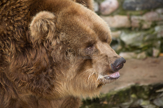 熊哺乳动物荒野动物园毛皮野生动物棕色图片