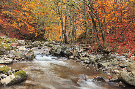 秋季河树叶植物群荒野林地植被石头岩石森林风景远足图片