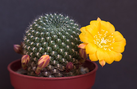 仙花摄影植物肉质植物群绿色植物学花朵图片