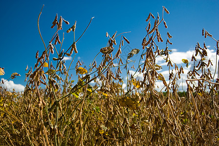 黄豆农学家农田水果粮食大豆蓝色植被种子叶子树叶图片