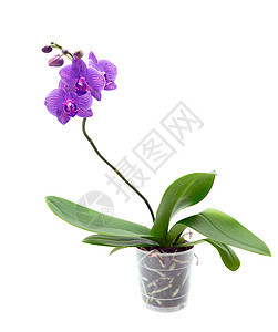 紫罗兰花兰花脆弱性礼物展示紫色温泉植物活力纪念日花束花瓣图片