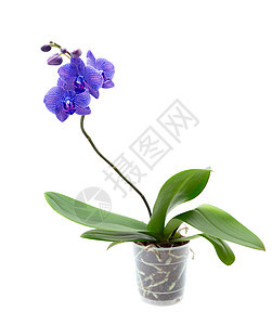 蓝兰兰花活力奢华温泉气候展示花瓣热带蓝色纪念日植物群图片