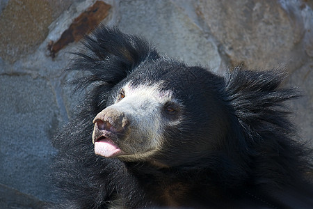 亚洲黑熊哺乳动物动物园捕食者濒危图片