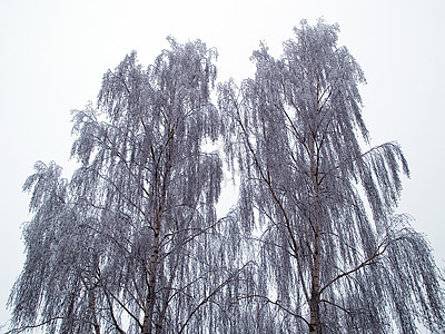 冬季自然背景图象中的树木季节风景地形新年假期场景气候天气城市水平图片