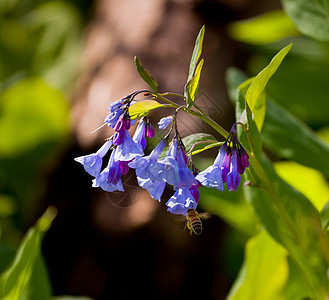 四月份的蓝铃声特写林地野花紫色花粉季节风铃钟楼场地太阳花瓣图片