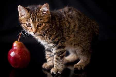 猫和红梨动物黑色背景短尾哺乳动物宠物说谎毛巾毛皮惊喜图片