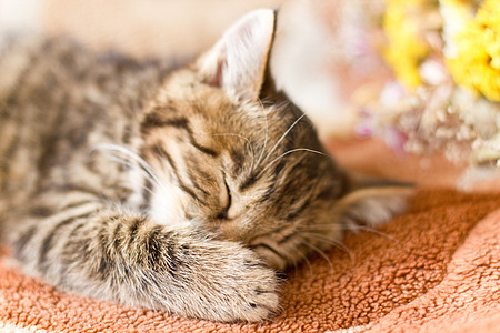 小睡猫毛巾哺乳动物小猫猫科故事棕色爪子动物睡眠猫咪图片