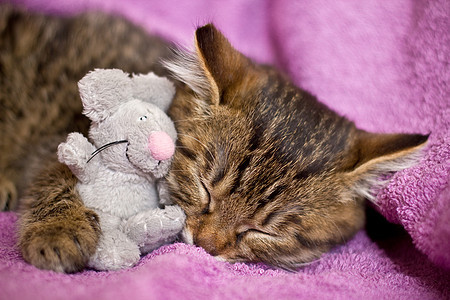小睡猫机器人故事动物猫咪宠物老鼠紫色睡眠毛巾哺乳动物图片