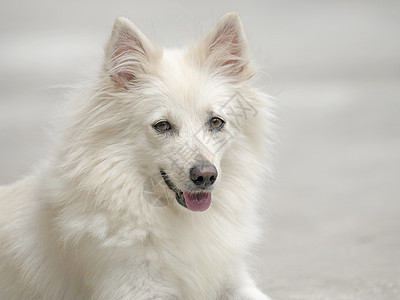 高地西边白色哺乳动物猎犬宠物犬类图片