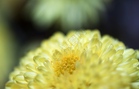 黄花红花宏观植物群植物草本植物绿色花瓣黄色生长植物学图片