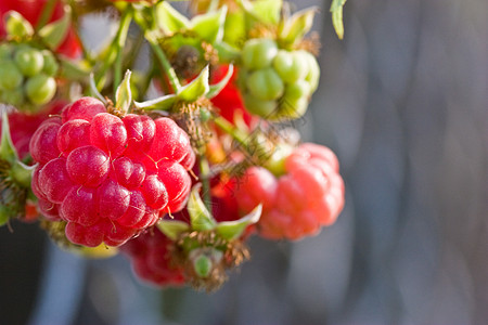 树莓草莓宏观覆盆子营养水果种植食物甜点图片