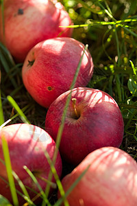 苹果食物健康甜点绿色红色水果图片