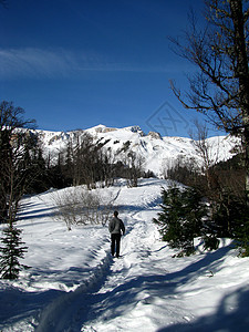 冬季高山山丘植被松树解脱全景斜坡植物群天空木头图片