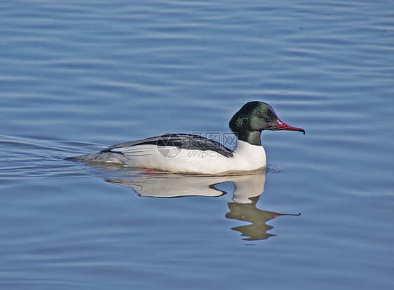 鸭子荒野动物羽毛翅膀黑色白色野生动物水禽蓝色图片