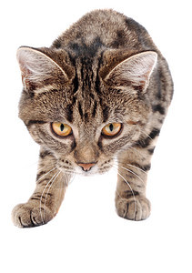 跟踪救援小猫动物猫咪流浪眼睛蓝色尾巴胡须猫科图片