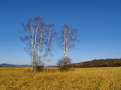 带 birches 的横向景观季节金子木头地平线天空蓝色草地图片