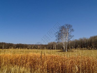 长着卷发和子的横形风景芦苇地平线草地蓝色天空木头金子季节图片