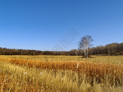 长着卷发和子的横形风景季节蓝色草地木头地平线金子天空芦苇图片