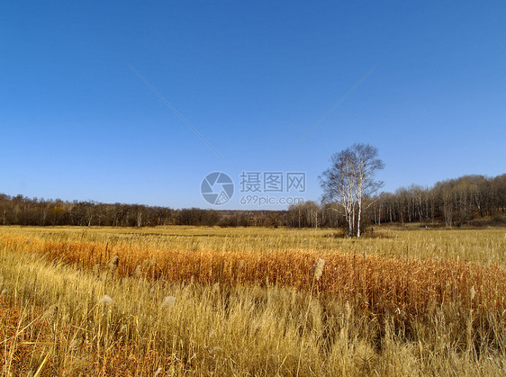 长着卷发和子的横形风景季节蓝色草地木头地平线金子天空芦苇图片