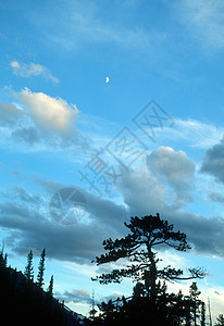 松树和天空 蒙大拿背景图片