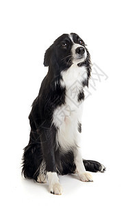 边边collie动物牧羊犬黑色宠物白色犬类图片