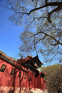 旅游观光景历史宗教风景旅行游客公园寺庙大树建筑蓝天图片