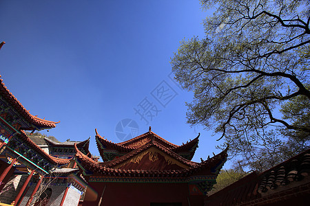 旅游观光景建筑寺庙宝塔游客大树历史宗教旅行风景森林图片