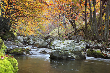 秋季河树叶悬崖风景苔藓林地巨石银行远足冒险岩石图片