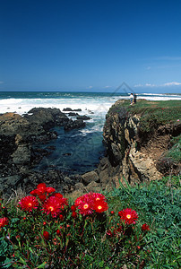 加利福尼亚州门多迪诺海岸 冰厂西诺菊花红色海岸海洋海滩图片