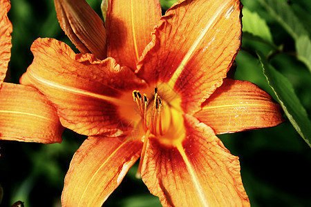 橙花花植物学叶子植物群植物花园季节美丽橙子花瓣生长图片