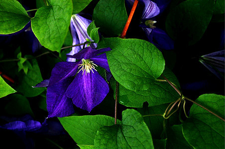 紫色clematis花瓣美丽植物生长叶子荒野植物学季节藤蔓植物群图片
