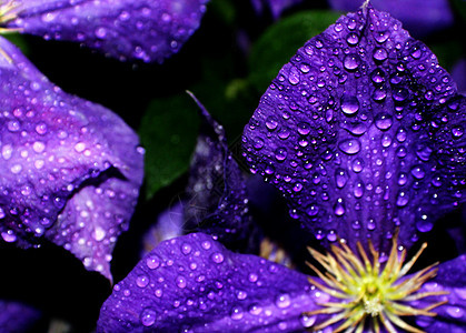 紫色clematis植物学植物群花瓣生长植物藤蔓荒野季节花园美丽图片
