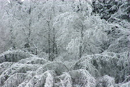 霜冻树木环境旅行季节木头降雪公园森林白色乡村天气图片