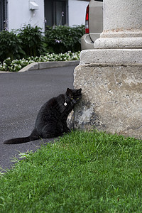 黑猫食肉黑色房子沉思小猫毛皮运气外套猫科动物哺乳动物图片