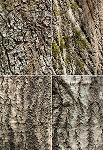 树皮植物苔藓木头森林图片