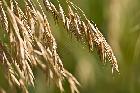 谷物框架耳朵面粉营养稻草生长粮食小麦收成玉米图片