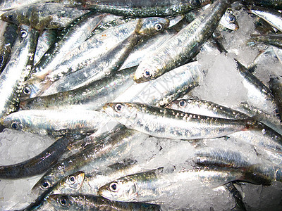 新鲜的anchovy蓝色价格人士浅滩节日商务饮食海鲜挖掘机零售图片