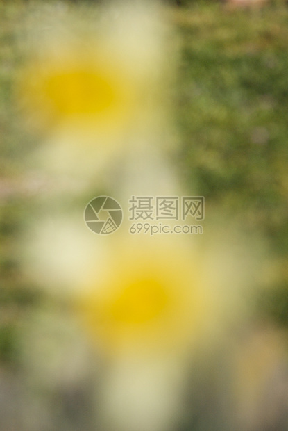 鲜花背景场景叶子乡村黄色金子绿色美丽蔬菜季节植物图片