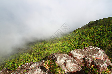 El Yunque雨林波多黎各天堂生态旅游国家热带顶峰栖息地植被敬畏里科荒野图片