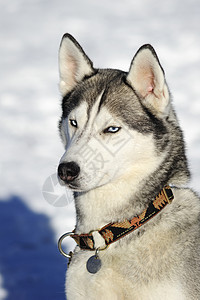恶魔的肖像警报动物宠物狼疮哺乳动物灰色少年纯种狗脊椎动物雪橇图片
