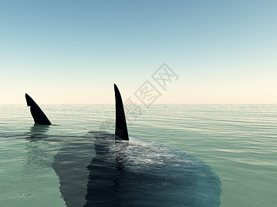 鲨鱼生活鲨形动物游泳野生动物反光危险蛔虫波浪捕食者图片