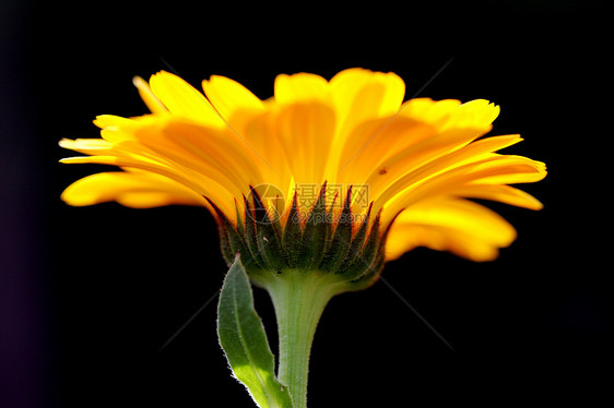 植物 花卉 菊花植物学橙子背景宏观调控文章黄色专题花瓣图片