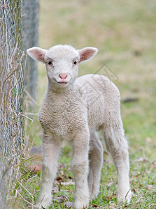 可爱的婴儿小羊羔农业农场动物乡村国家图片