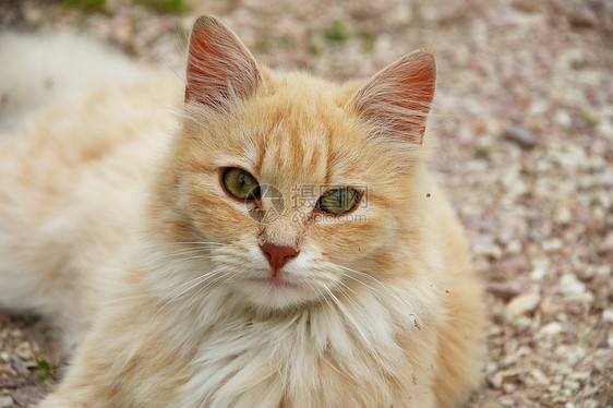 红猫咪小猫婴儿红色宠物图片