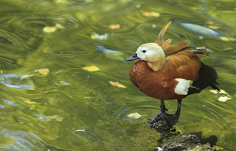 卢迪谢尔德克塔多尔娜浮游动物羽毛野生动物公园环境平衡池塘动物群停留海浪尾巴图片