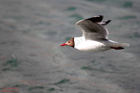 红嘴海鸥飞鸟湖泊海拔图片
