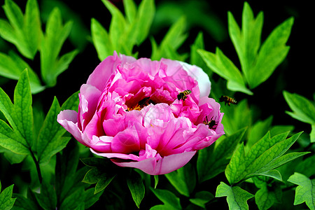 植物 小马富贵场景本赛季文章绿叶专题粉色植被国花牡丹图片