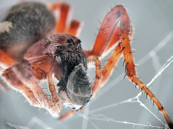 小蜘蛛生活捕食者宏观丝绸网络动物昆虫图片