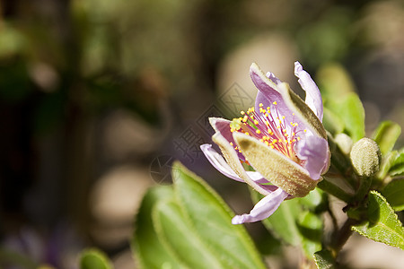 紫花花叶子生物学花瓣阳光环境生态宏观花园园艺植物群图片