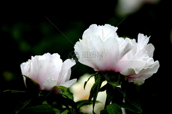 植物 小马植被牡丹本赛季权威文章专题花蕾富贵白牡丹场景图片